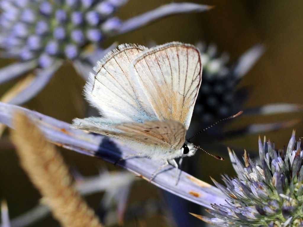 Polyommatus virgilius ? S